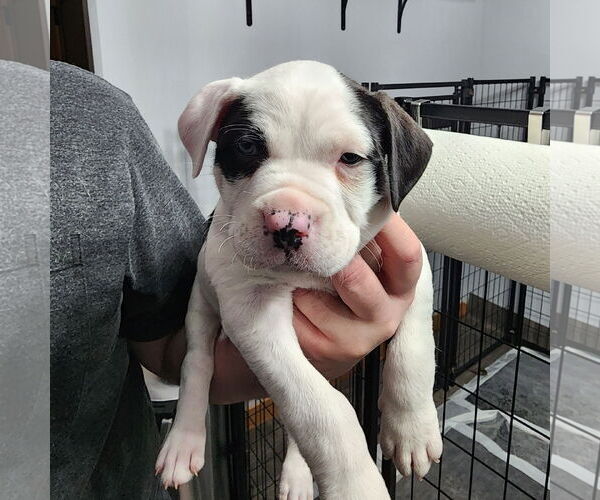 Medium Photo #1 Mutt Puppy For Sale in Fargo, ND, USA