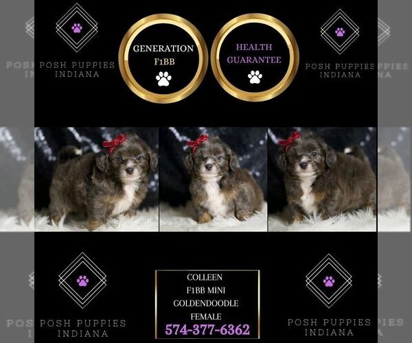 Medium Photo #2 Goldendoodle (Miniature) Puppy For Sale in WARSAW, IN, USA