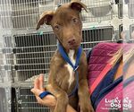 Small #1 Labrador Retriever-Retriever  Mix