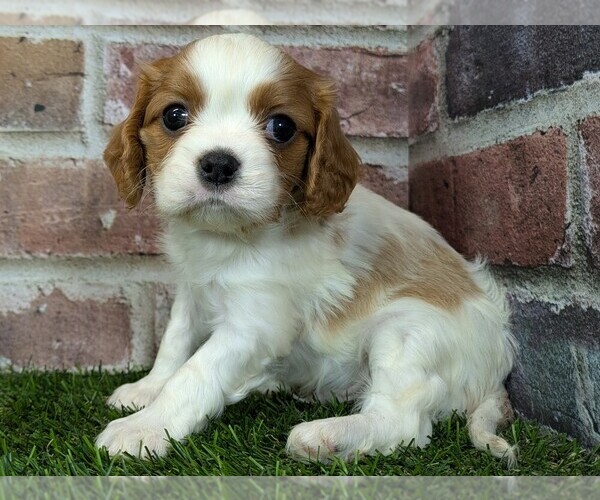 Medium Photo #9 Cavalier King Charles Spaniel Puppy For Sale in MOBERLY, MO, USA