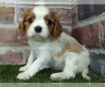 Small #8 Cavalier King Charles Spaniel