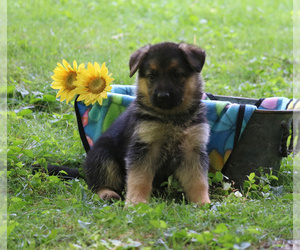German Shepherd Dog Puppy for sale in GAP, PA, USA