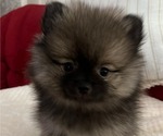 Puppy Buster Pomeranian