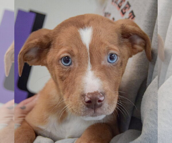 Medium Photo #6 Catahoula Leopard Dog-Labrador Retriever Mix Puppy For Sale in Huntley, IL, USA