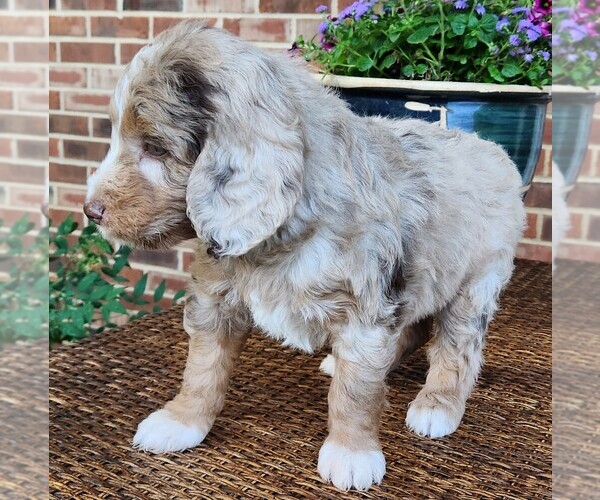 Medium Photo #9 Aussiedoodle Puppy For Sale in COLUMBIA, TN, USA
