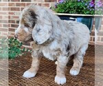 Small #8 Aussiedoodle