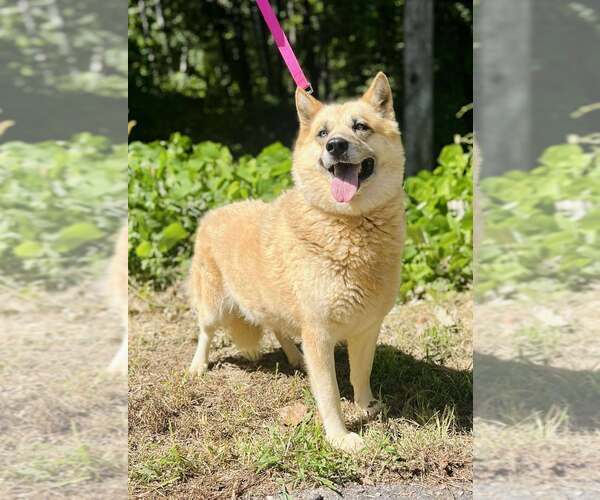 Medium Photo #1 Mutt Puppy For Sale in Clarkesville, GA, USA