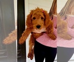 Puppy Aspen Goldendoodle