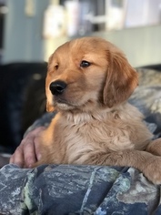 Golden Retriever Puppy for sale in SILVER LAKE, IN, USA