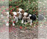 Small Photo #11 Cavalier King Charles Spaniel Puppy For Sale in MONTECITO, CA, USA