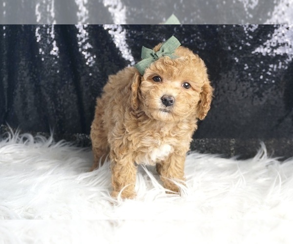 Medium Photo #52 Goldendoodle (Miniature) Puppy For Sale in WARSAW, IN, USA