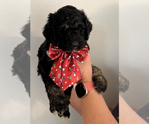 Medium Photo #1 Goldendoodle-Poodle (Standard) Mix Puppy For Sale in ROTONDA WEST, FL, USA