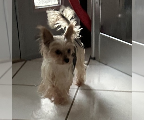 Medium Photo #1 Yorkshire Terrier Puppy For Sale in BRIDGETON, NJ, USA