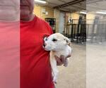 Cufflink - Female Mutt Dog for Adoption - Small photo