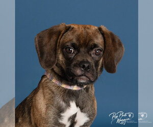 Puggle Dogs for adoption in Claremore, OK, USA