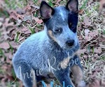 Small Photo #2 Australian Cattle Dog Puppy For Sale in LIVINGSTON, TX, USA