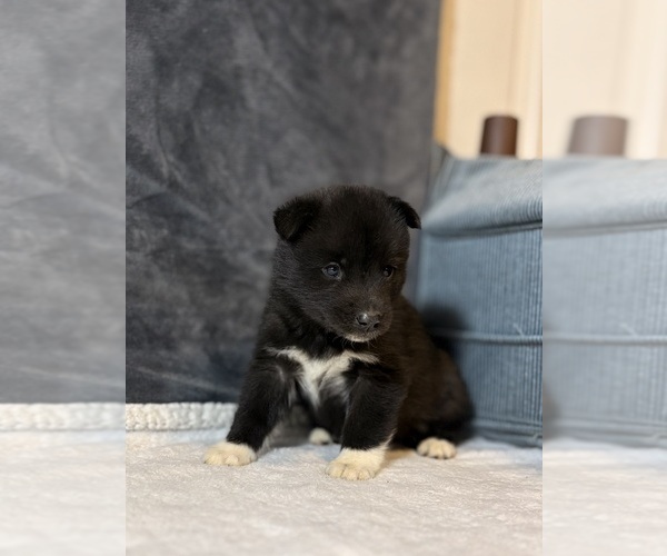 Medium Photo #1 Siberian Husky Puppy For Sale in HEMET, CA, USA