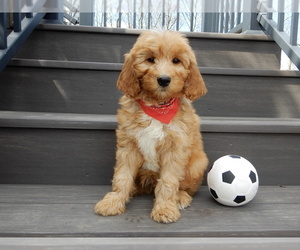 Goldendoodle Puppy for sale in MILLERSBURG, OH, USA