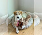 Small #5 Great Pyrenees-Red Heeler Mix