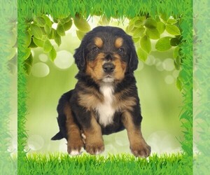 Medium Golden Mountain Dog