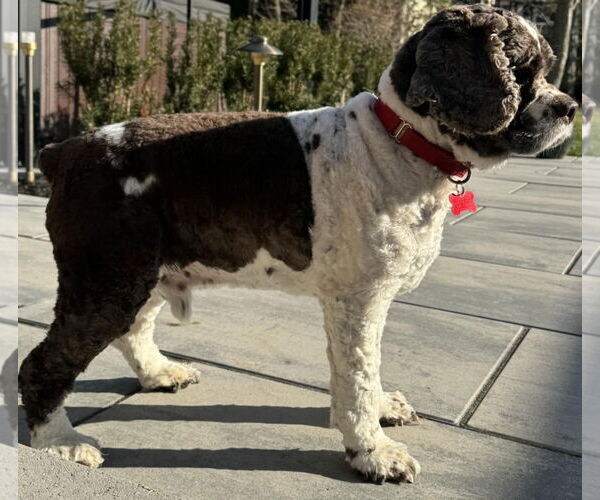 Medium Photo #4 Cocker Spaniel Puppy For Sale in Cuba, NY, USA