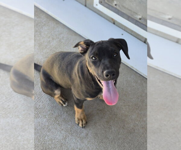 Medium Photo #1 Mutt Puppy For Sale in Bolivar, MO, USA