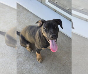 Mutt Dogs for adoption in Bolivar, MO, USA