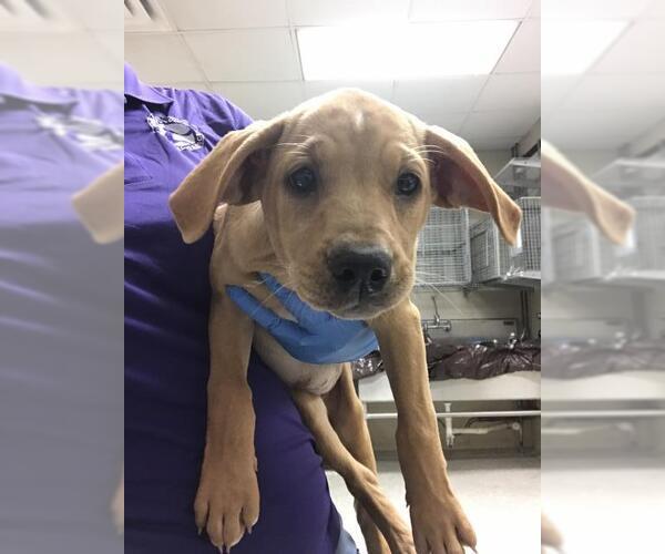 Medium Photo #1 Labrador Retriever Puppy For Sale in Conroe, TX, USA