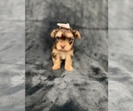 Small Photo #14 Yorkshire Terrier Puppy For Sale in PARIS, TX, USA