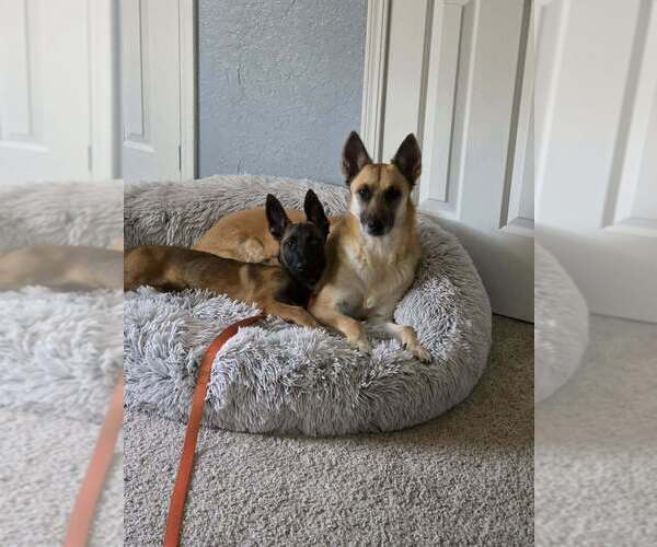 Medium Photo #14 Mutt Puppy For Sale in Imlay City, MI, USA