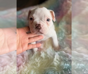 Medium American Bulldog