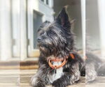Small #6 Cairn Terrier Mix