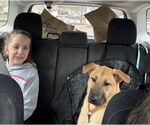Small #4 German Shepherd Dog Mix
