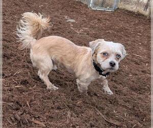 Shih Tzu-Unknown Mix Dogs for adoption in Denver, CO, USA