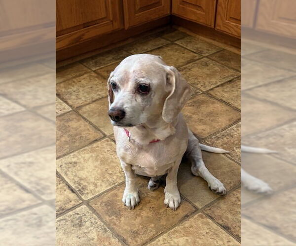 Medium Photo #2 Bagle Hound Puppy For Sale in Elmsford, NY, USA