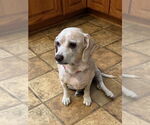 Small #1 Bagle Hound