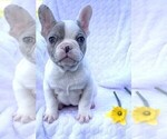 Small Photo #2 French Bulldog Puppy For Sale in ROCK STREAM, NY, USA