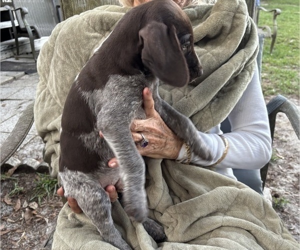 Medium Photo #2 German Shorthaired Pointer-German Wirehaired Pointer Mix Puppy For Sale in DEFUNIAK SPRINGS, FL, USA