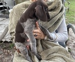 Small #1 German Shorthaired Pointer-German Wirehaired Pointer Mix