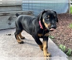Puppy Rose Doberman Pinscher