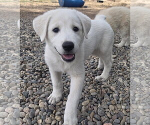 Aussie Pyrenees Dogs for adoption in Peralta, NM, USA