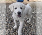 Small Photo #4  Puppy For Sale in , 