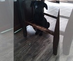 Small #1 Mutt