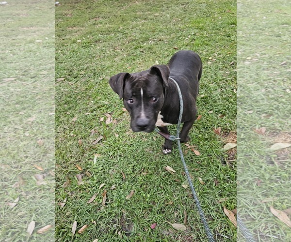 Medium Photo #2 American Pit Bull Terrier-Unknown Mix Puppy For Sale in Oakhurst, NJ, USA