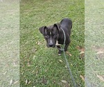 Small #1 American Pit Bull Terrier Mix