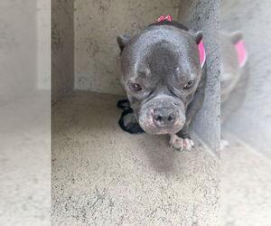 American Bulldog-Unknown Mix Dogs for adoption in West Palm Beach, FL, USA