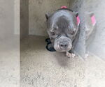 Small American Bulldog Mix