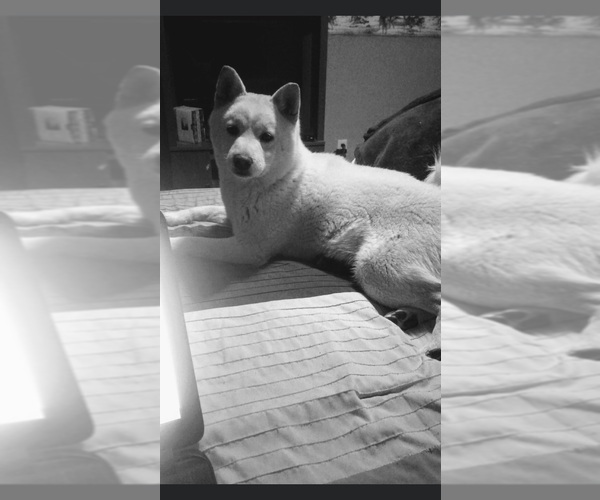 Full screen Photo #1 Shiba Inu Puppy For Sale in MAXWELL, NM, USA