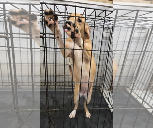 Medium Photo #4 American Pit Bull Terrier-Unknown Mix Puppy For Sale in Jackson, MS, USA