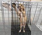 Small Photo #4 American Pit Bull Terrier-Unknown Mix Puppy For Sale in Jackson, MS, USA